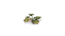 GamerGrass Monstera